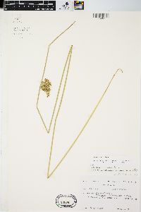 Juncus pylaei image