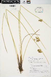 Juncus pylaei image