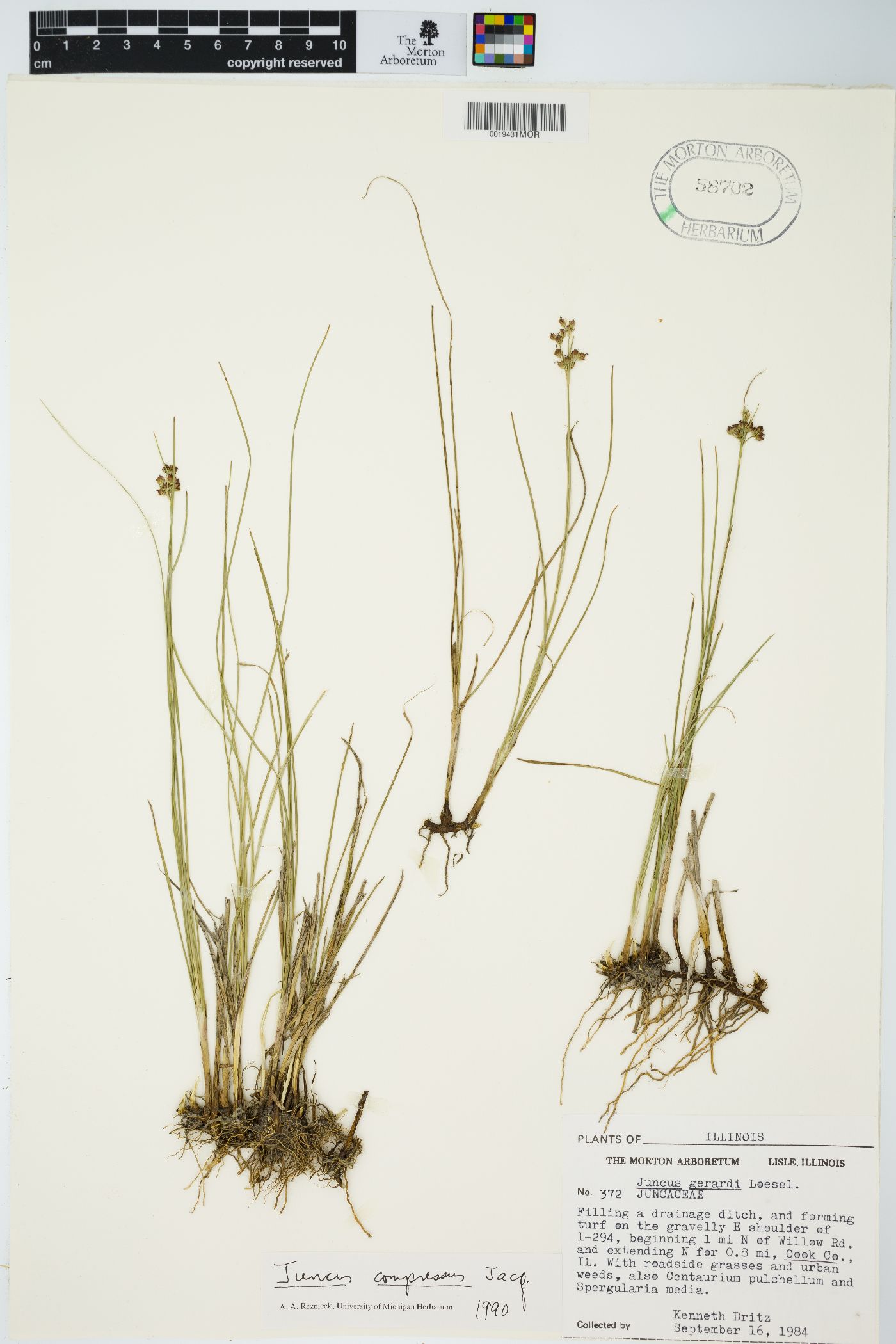 Juncus compressus image