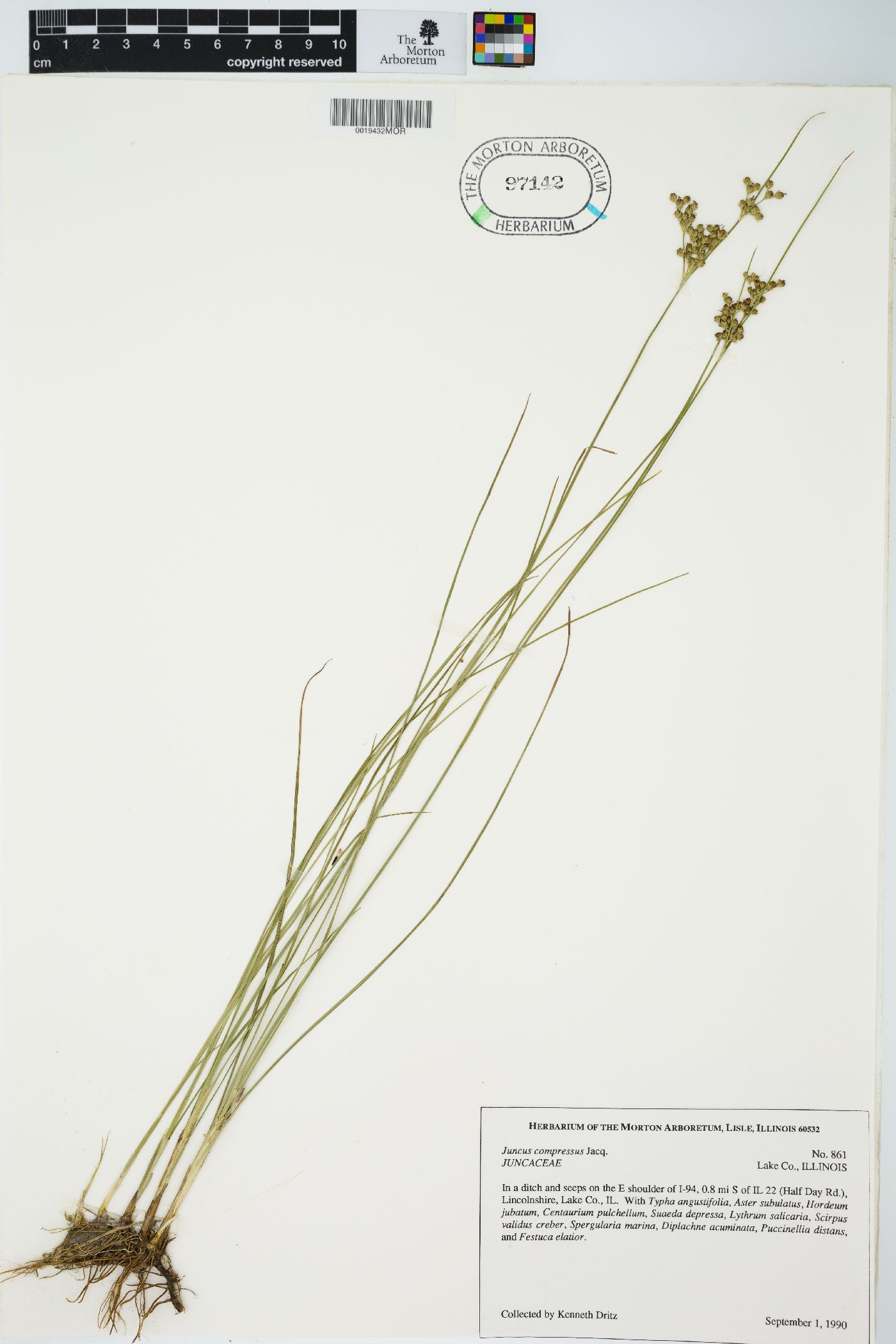 Juncus compressus image