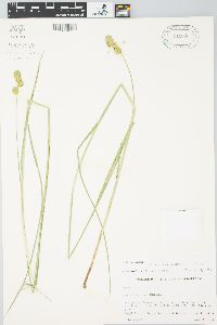 Carex bicknellii image