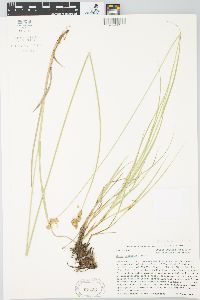 Carex bicknellii image