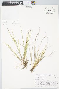 Carex aurea image