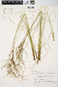 Juncus anthelatus image