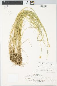 Carex bebbii image