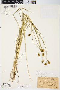 Carex bebbii image