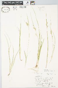 Carex aurea image