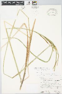 Carex aquatilis var. substricta image