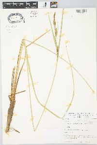 Carex aquatilis var. substricta image