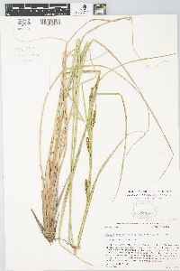 Carex aquatilis var. substricta image