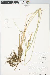 Carex aquatilis var. substricta image