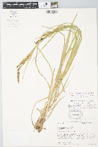 Carex aquatilis var. substricta image