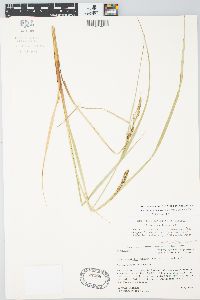 Carex aquatilis var. substricta image