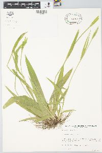 Carex albursina image