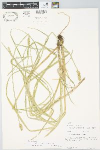 Carex alopecoidea image