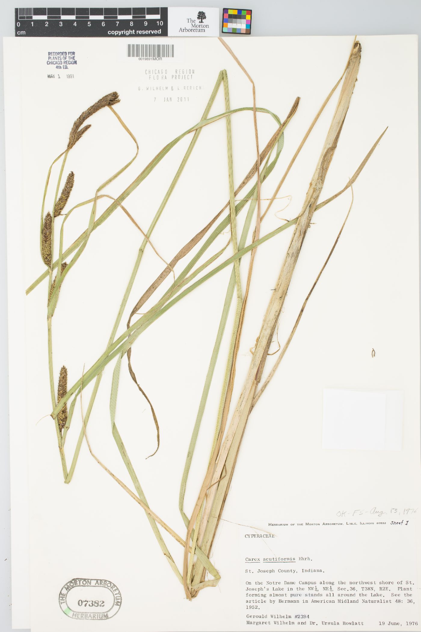 Carex acutiformis image