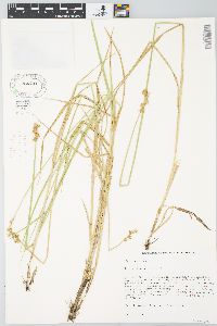 Carex alata image
