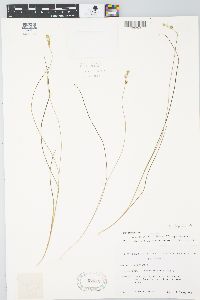 Carex atlantica subsp. capillacea image