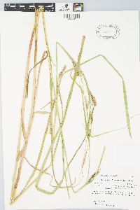 Carex atherodes image