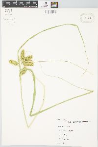 Carex comosa image