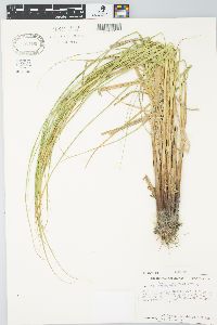 Carex atherodes image