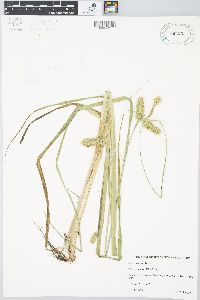 Carex comosa image