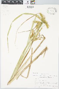 Carex comosa image