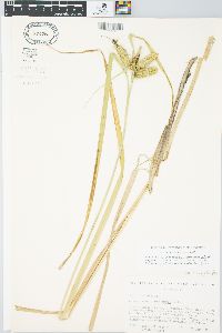 Carex comosa image