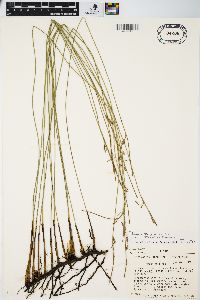 Juncus balticus subsp. littoralis image