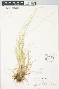 Carex brunnescens subsp. sphaerostachya image