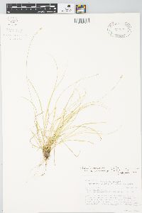 Carex brunnescens subsp. sphaerostachya image