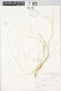 Carex brunnescens subsp. sphaerostachya image