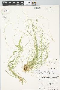 Carex brunnescens subsp. sphaerostachya image