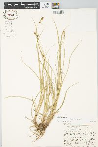 Carex bushii image