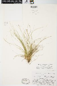 Carex eburnea image