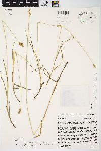 Carex cumulata image