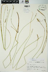 Carex prairea image