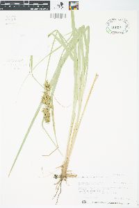 Carex crus-corvi image