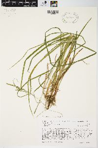 Carex debilis var. rudgei image