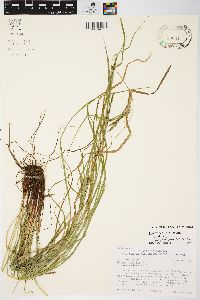 Carex debilis var. debilis image