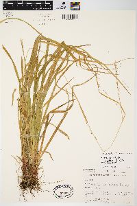 Carex debilis var. rudgei image