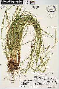 Carex debilis var. rudgei image