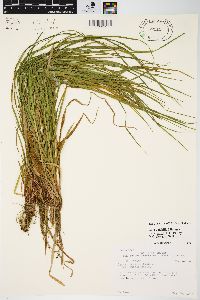 Carex debilis var. rudgei image