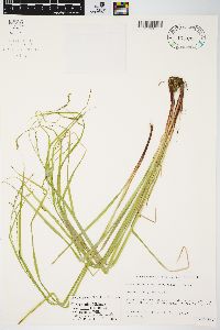 Carex debilis var. rudgei image