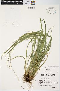 Carex debilis var. rudgei image