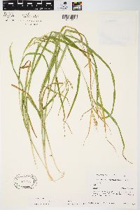 Carex davisii image