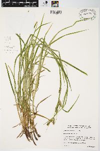 Carex davisii image