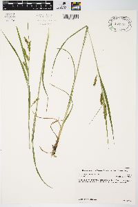 Carex davisii image