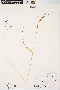 Carex davisii image