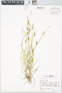 Carex crawei image